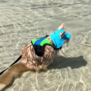 Carefree Cat Enjoys A Day At The Beach With His Family