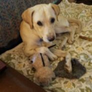 Dog Gets So Excited Sometimes, He Hits His Face with His Own Tail