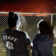 Dog Rescued From Maui Wildfire With Severe Burns On Her Paws And Legs Needs Your Support To Heal