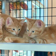 Doting “Single Dad” Cat And His Two Kittens Hope To Find Loving Home Together