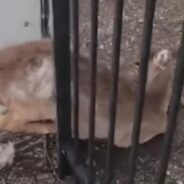 Fawn Is Rescued From Iron Bars In An Unexpected Way