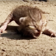 #FuzzyFriday: A Small Kitten Dragged an Even Tinier Kitty Into a House for His Mama to Save