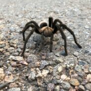 Get Ready, the Annual Southeastern Colorado “Tarantula Trek” is About to Begin!