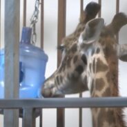 Giraffe at Local Zoo Must Undergo Biopsy