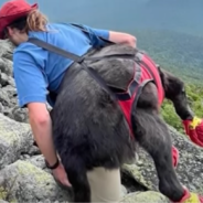 Good Samaritans Spend 16 Hours Helping Injured Dog Down A Mountain