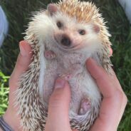 Hedgehog Mom Advocates for Proper Care of Exotic Animals Like Her “Sons,” Says They’re “So Worth It”