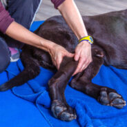 How Massage Can Benefit Your Dog