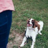 How Napa Humane is offering dog training classes to keep people and pets together 