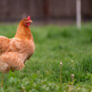 How to Keep Your Chickens Cool and Safe During Heatwaves