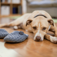 How To Reduce Back-to-School Separation Anxiety in Your Pets