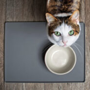 Is Your Cat Addicted to Kibble?