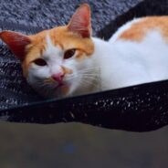 Kitten Rescued From Life in Guinea Pig Cage Thrives in New Loving Home