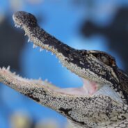 Landscaper Astonished to Find Malnourished Alligator Near Pennsylvania Creek