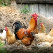 Learn What to Look For as Farm Animals & Livestock Suffer From Extreme Heat Like Everyone/Everything Else