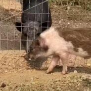 Little Piglet Escapes a Bad Situation and Finds a Forever Home