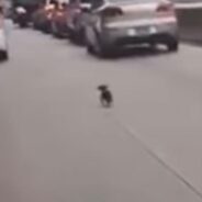 Little Puppy Is Abandoned and Chases after Her Owner