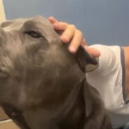 Logan the Cane Corso Was Adopted and Returned… Again