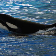 Lolita, The Loneliest & Oldest Orca In Captivity, Dies Before Being Released Back Into Her Home Waters