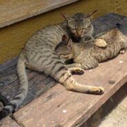 Lone Kitten Found Alive on Road, Next to His Deceased Mother and Siblings