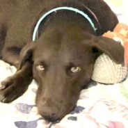 Lovely Lilly Longs to Brighten Your Life as Only an Adorable Adoptable Chocolate Lab Can