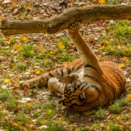 Majestic And Steadiness: The Siberian Tiger’s Two Major Personality Characteristics