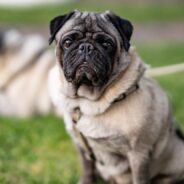 Man Gets Something Unexpected When He Tries to Return Dog Food