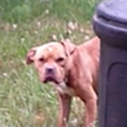 Man Rescues Stray Dog Found Eating From A Trash Can