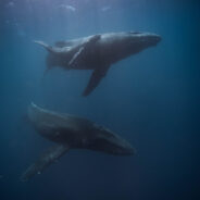 Marine Biologist Uses AI to Understand Whales’ Fascinating Vocalizations