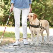 New Study Measures Stress in Guide Dogs