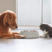 Nutritional Support for Your Dog or Cat’s Gut-Brain Axis