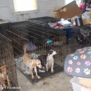 Ohio Animal Rescue Faces Criminal Investigation After 30 Dogs Found Dead