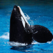 Oldest Captive Orca Lolita’s Journey Comes to a Tragic End