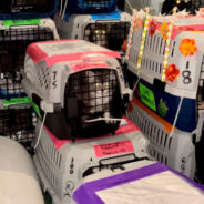 Over 260 Cats & Dogs Get Second Chance On Special “Clear The Shelters” Flight