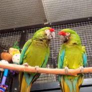 Parrots Get Their Tropical Showers at Parrot Garden