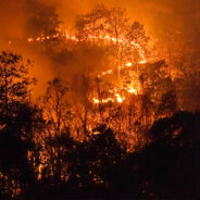 People & Pets In Maui Need Help As Raging Wildfires Drive Them From Their Homes, Even Forcing Some To Jump In The Ocean