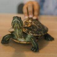 Pet Turtles Linked To Salmonella Outbreak Putting Human Safety At Risk