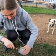 Pitbull Spends His Life on a Heavy Chain until Rescuers Come Along