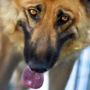 Protective German Shepherd Fosters Adorable Abandoned Ducklings