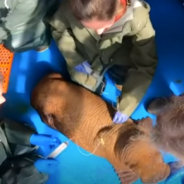 Rare Walrus Calf Rescued In Alaska Is Put On 24/7 ‘Cuddle Care’