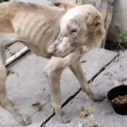 Rescuers Save Elderly Dog Suffering On The Streets Of India