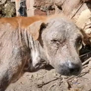 Rescuers Save Old Dog Dying From Mange On The Streets