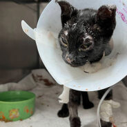 Resilient Kitten Rescued From Maui Wildfires Is Spreading Joy And Hope