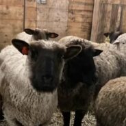 Sheep Escape from Slaughterhouse and Get a New Chance at Life