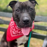 Shelter Dog Shows Off All His Tricks At Adoption Event But Doesn’t Get One Application