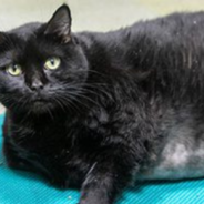 Shelter Helps Two 30-Lb Rescue Cats Get Healthy Before Adoption