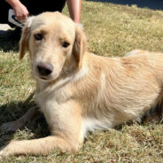 Shy Golden Retriever Was Saved in the Nick of Time from Euthanasia