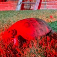 Slow-Moving Turtle Gets Help Escaping Owner’s House Fire