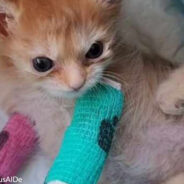 Special Needs Kitten Named Tater Tot Who Inspired People Worldwide Passes Away Suddenly