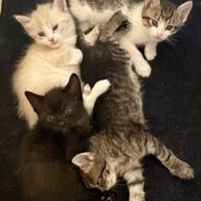 Stray Cat Has Kittens But Neighbor Isn’t Sure Where, Finds Them Behind Their Bookshelves