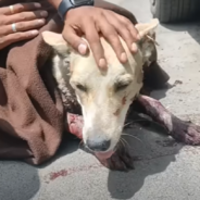 Stray Dog With ‘Fatal Neck Wound’ Makes Miraculous Recovery